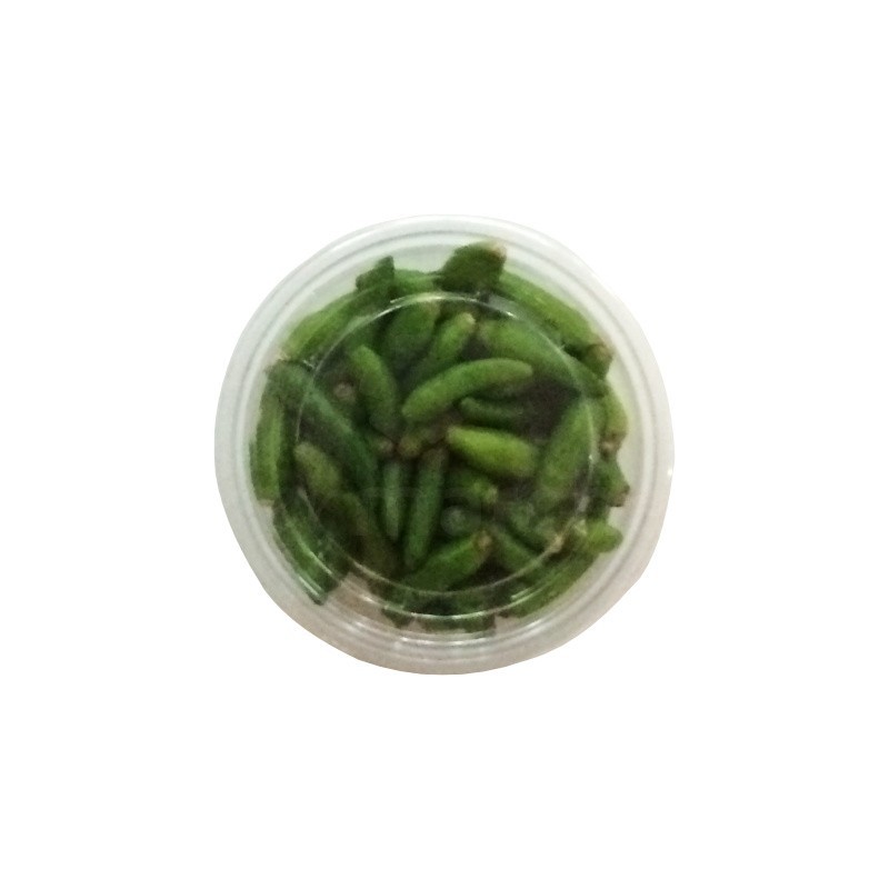 Sakay Pilo Kely Maintso Frais 50g | Piment vert de Madagascar