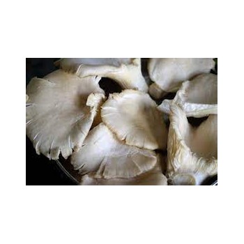 Champignon Pleurote 1KG