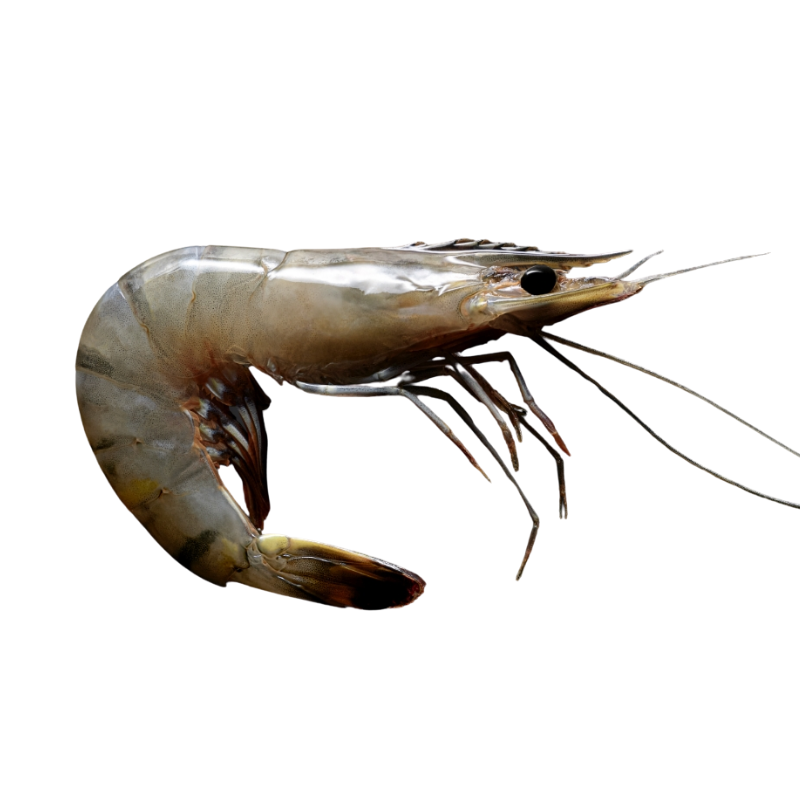 GAMBAS ENTIERES LL (20/25 unités par Kg) Boite 2 kg