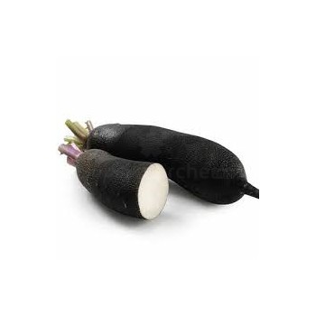 Radis noir 1 botte