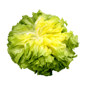 Salade scarole 1 pièce