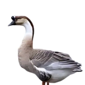 Gisa Entier et vivant 6kg