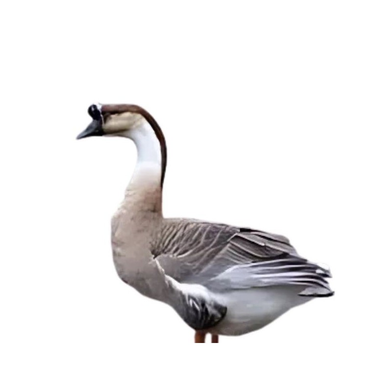 Gisa Entier et vivant 6kg