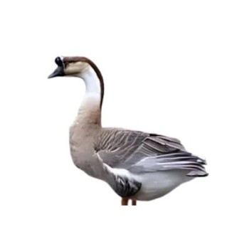 Gisa Entier et vivant 2kg