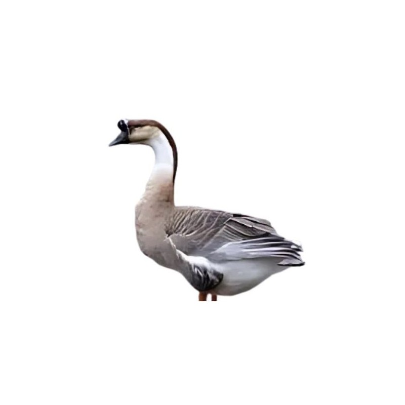 Gisa Entier et vivant 2kg