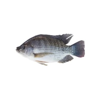 Poisson Tilapia PM 1kg