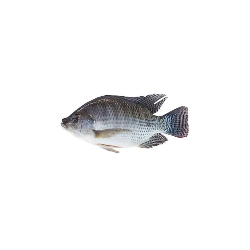Poisson Tilapia PM 1kg