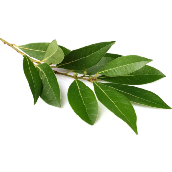 Feuille de Laurier frais